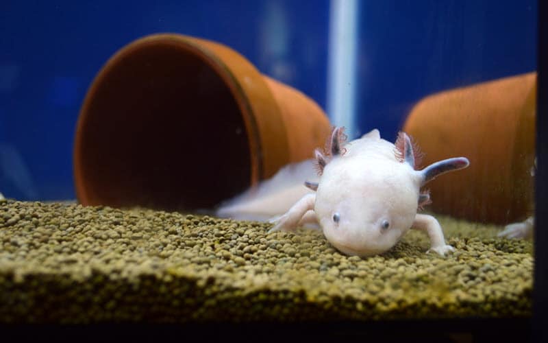 Axolotl signs of stress when bent gills or folded tail - ExoPetGuides.com