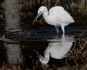 Top 5 Unforgiving Axolotl Predators (How do axolotls defend themselves?)