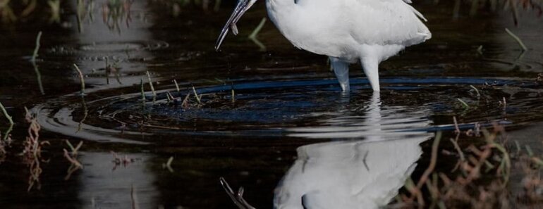 Top 5 Unforgiving Axolotl Predators (How do axolotls defend themselves?)