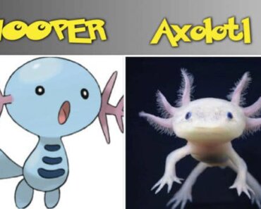 Why Did Axolotls Became Endangered?