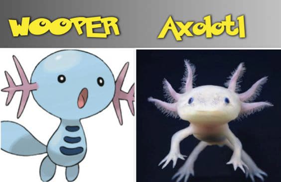 wooper pokemon and axolotl comparison