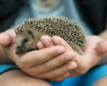 Hedgehog Temperature Requirements: Safe Range, Heating Hardware, and Seasonal Prevention