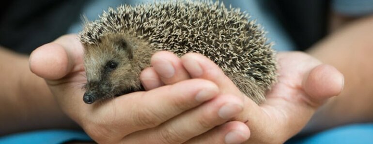 Wobbly Hedgehog Syndrome: Symptoms, Progression, and Supportive Care Guide