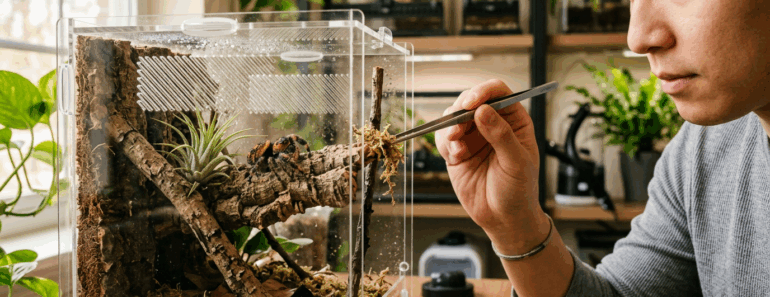 Common Jumping Spider Mistakes That New Owners Make