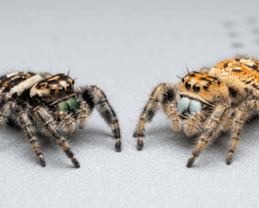 How to Sex a Jumping Spider: Male vs Female Identification