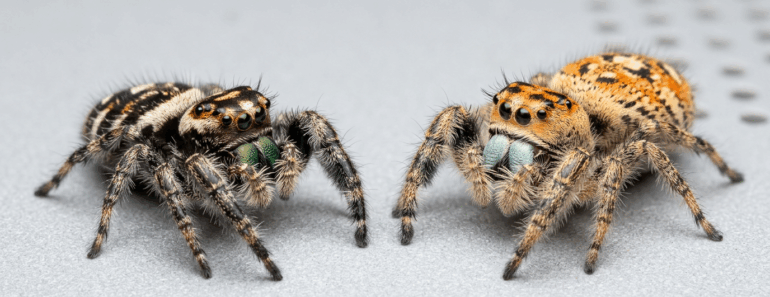 How to Sex a Jumping Spider: Male vs Female Identification