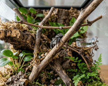 Jumping Spider Enrichment: Toys, Climbing, and Exploration