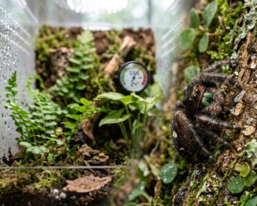 Jumping Spider Hydration: Water Droplets and Humidity Needs